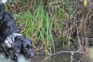 Großer Münsterländer