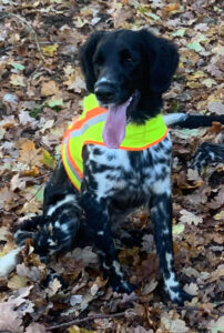 Großer Münsterländer