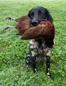 Großer Münsterländer