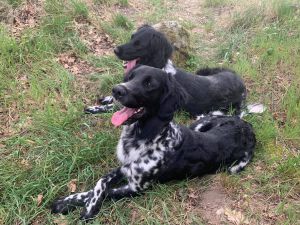 Aika von Heiligen Born