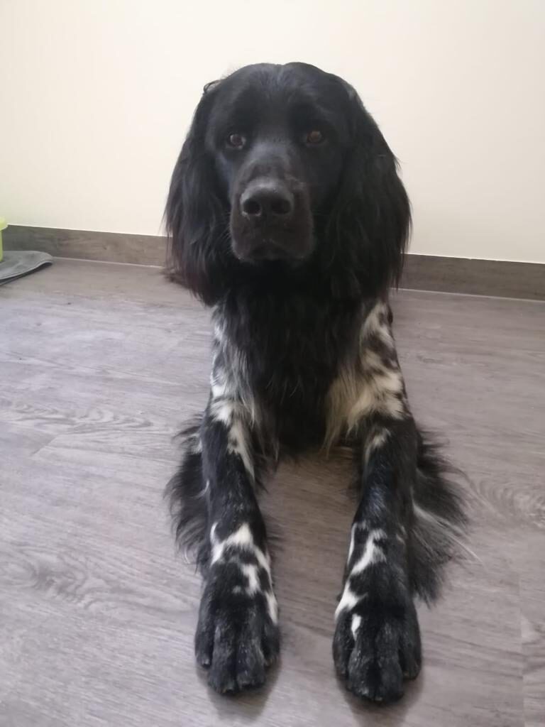 Balou von Heiligen Born