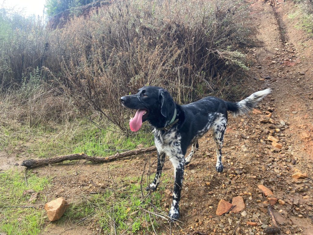 Brutus von Heiligen Born