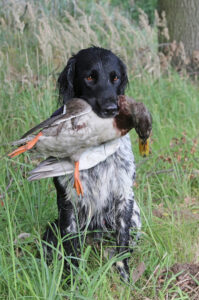 Großer Münsterländer