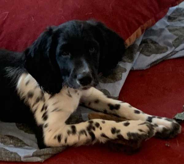 Großer Münsterländer Welpe