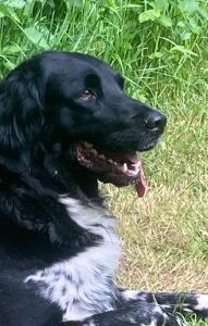 Großer Münsterländer