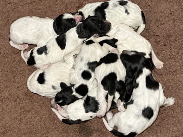 Großer Münsterländer Welpen kaufen