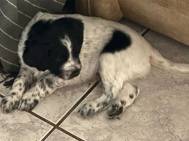 Großer Münsterländer Welpen kaufen