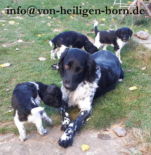 Welpen kaufen