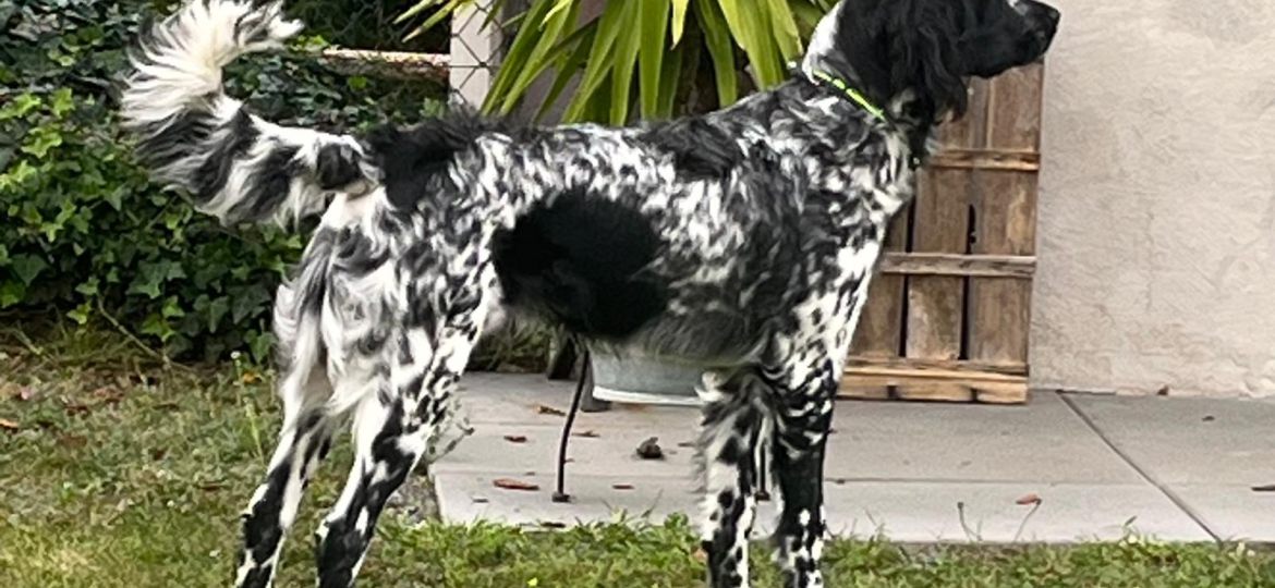 Enzo von Heiligen Born