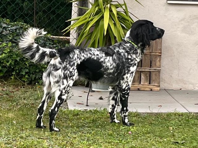 Enzo von Heiligen Born