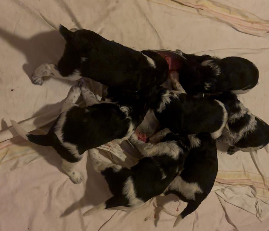 Erste Fleischmahlzeit für Welpen