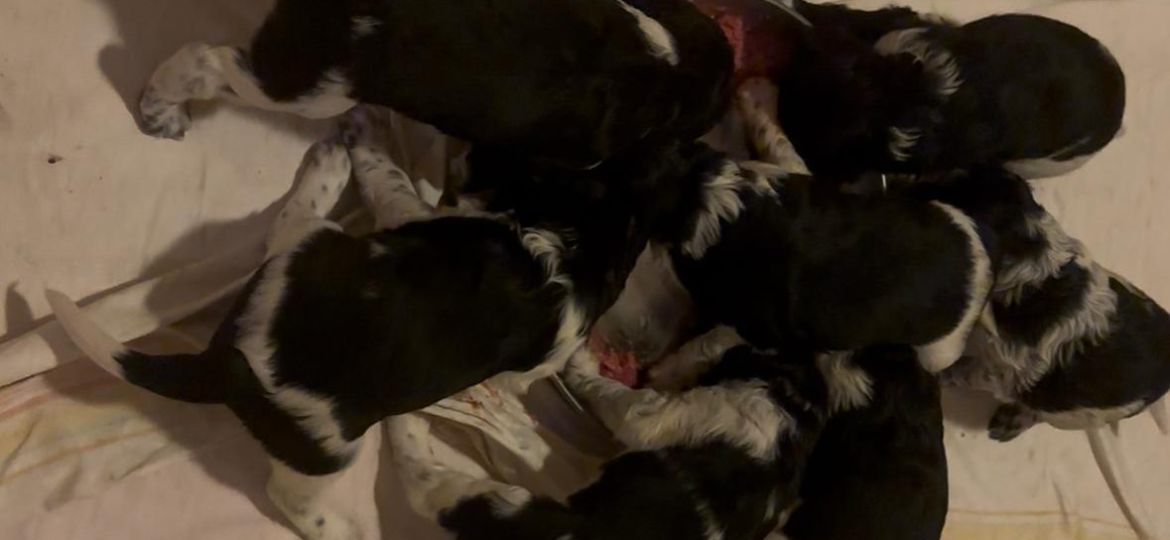 Erste Fleischmahlzeit für Welpen