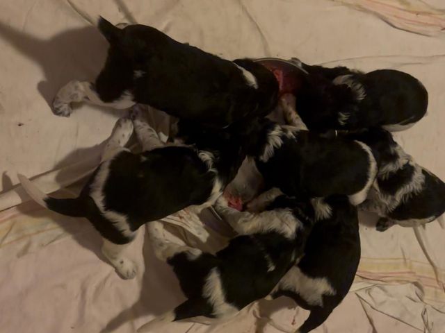 Erste Fleischmahlzeit für Welpen