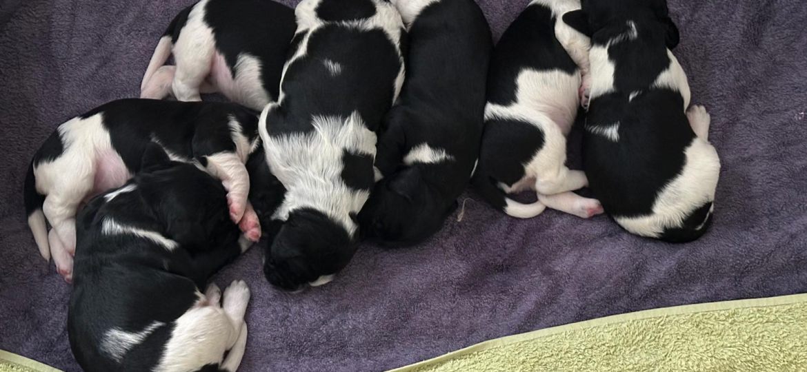 Großer Münsterländer Welpen