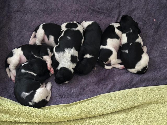 Großer Münsterländer Welpen