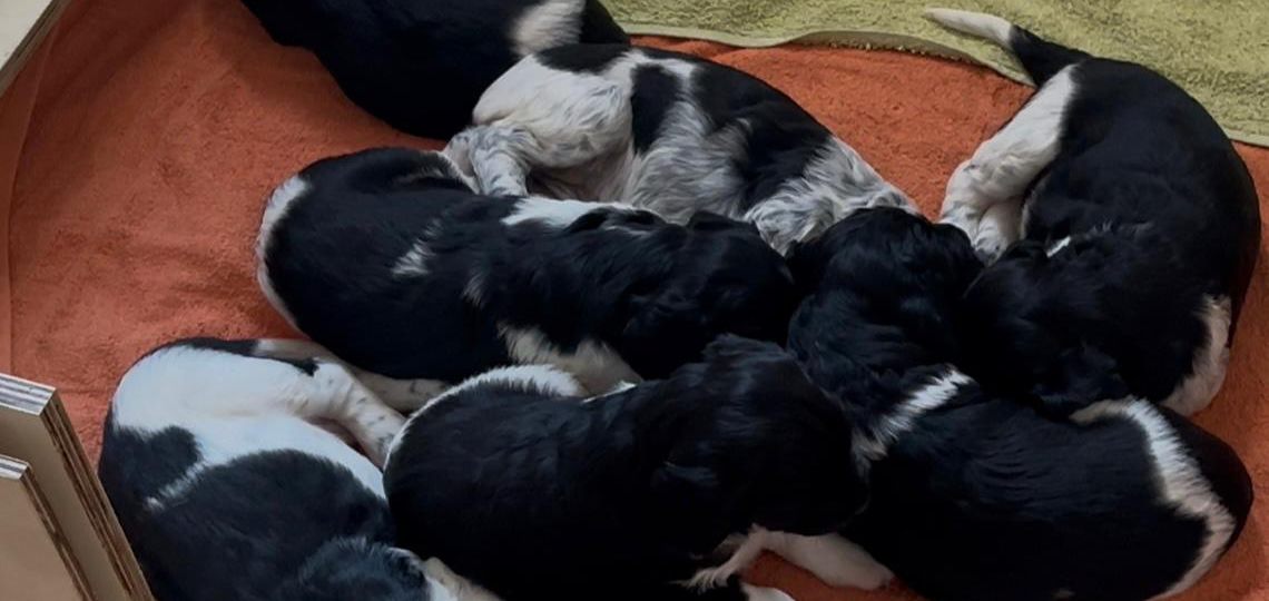 Großer Münsterländer Welpen mit 27 Tagen