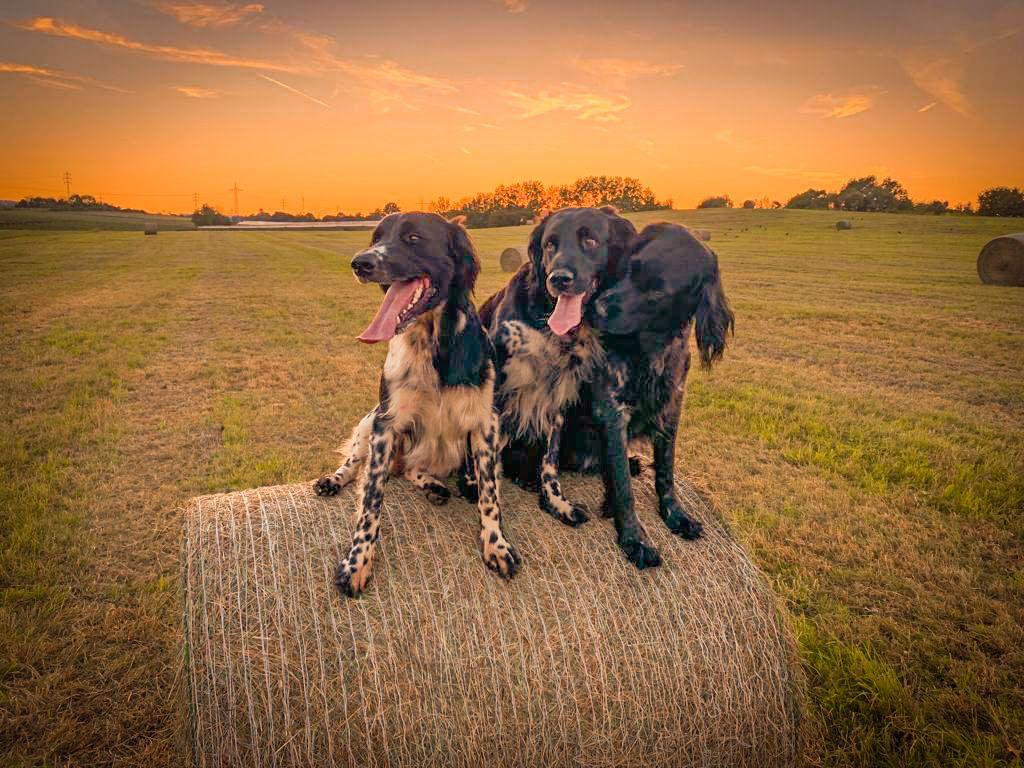 Große Münsterländer