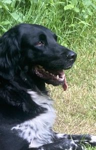 Großer Münsterländer