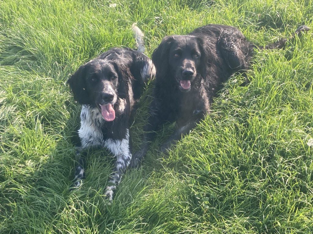 Cali von Heiligen Born