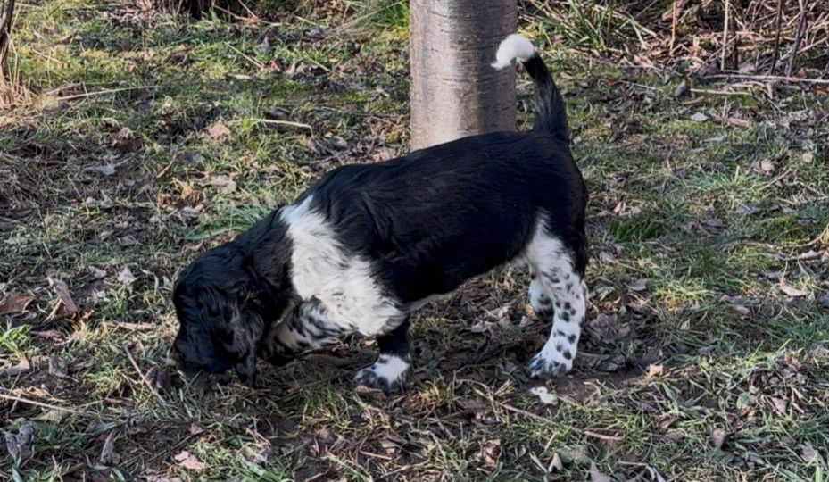 Großer Münsterländer Welpen