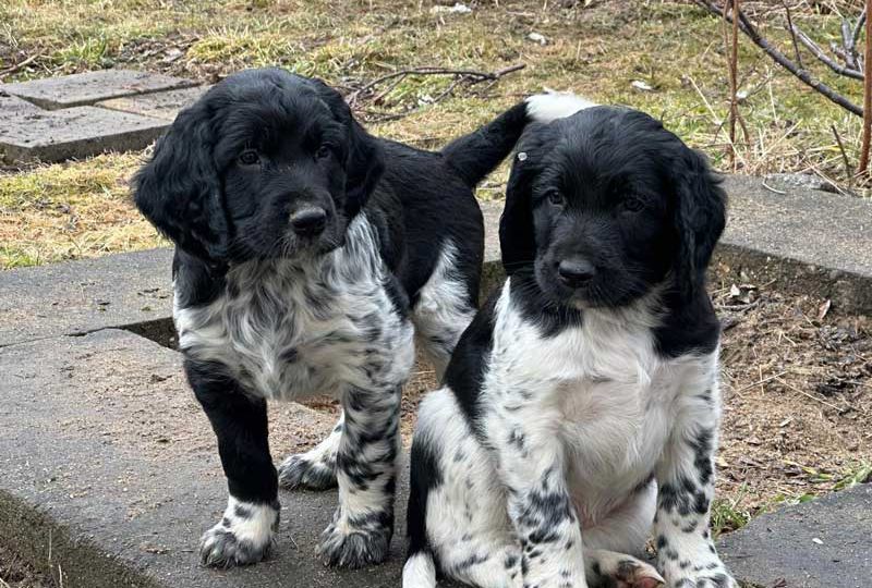 Felix und Fenrir von Heiligen Born