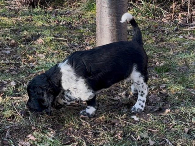 Großer Münsterländer Welpen