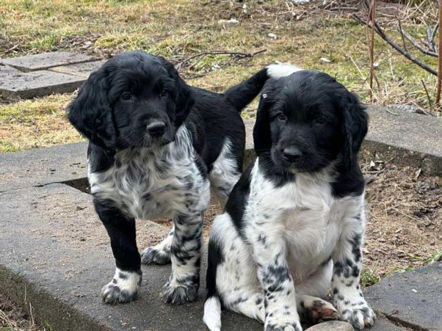 Felix und Fenrir von Heiligen Born