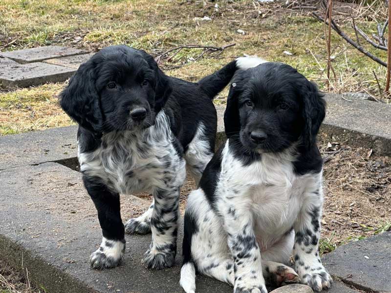 Felix und Fenrir von Heiligen Born