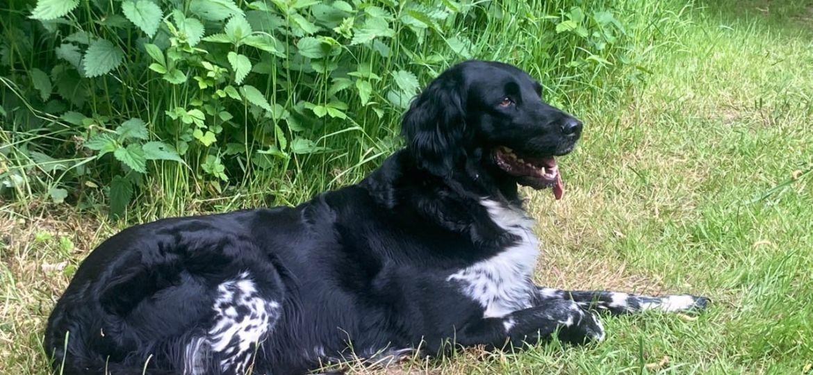 Devi vom Jägerweg, Große Münsterländer-Hündin und Stammmutter von Heiligen Born
