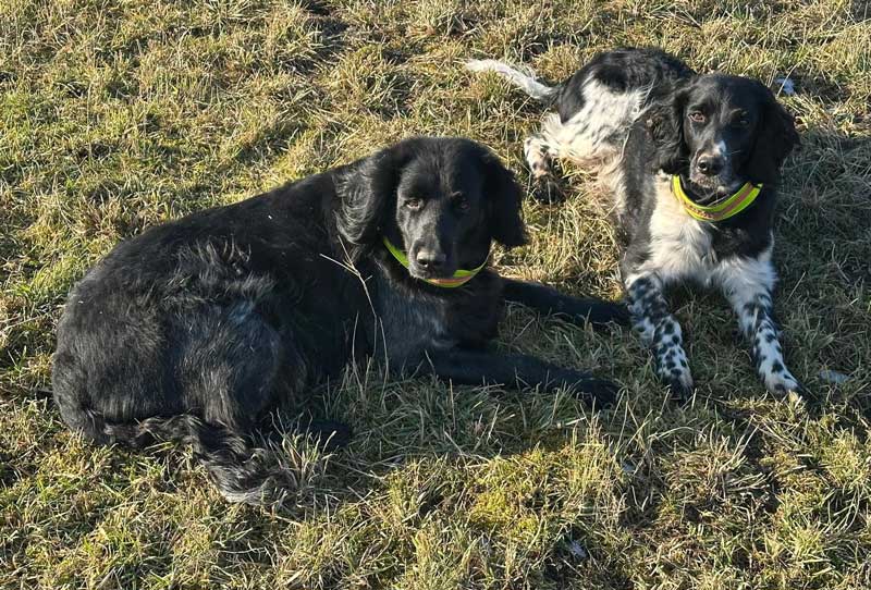 Großer Münsterländer Auslastung