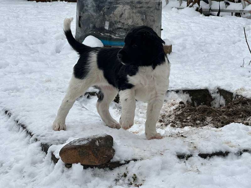 Fenja von Heiligen Born