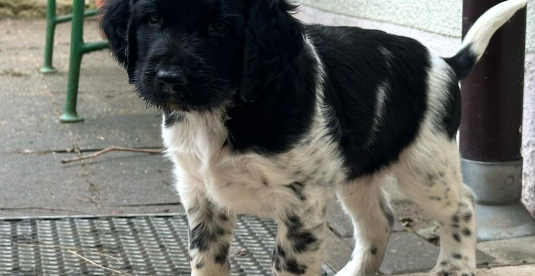 Fenrir von Heiligen Born