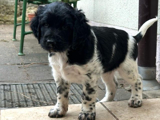 Fenrir von Heiligen Born