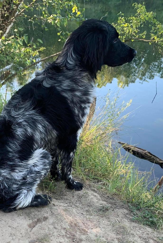 Basko von Heiligen Born – Großer Münsterländer Rüde am Wasser