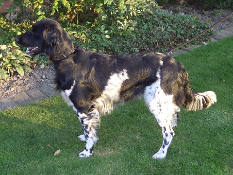 Donka-vom-Lohner-Forst