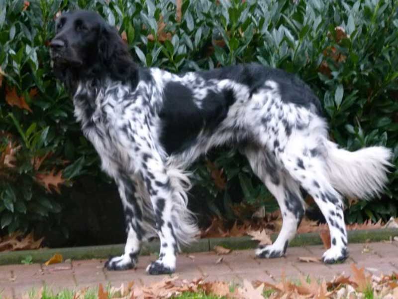 Gino vom Voßbrink 132/15 A