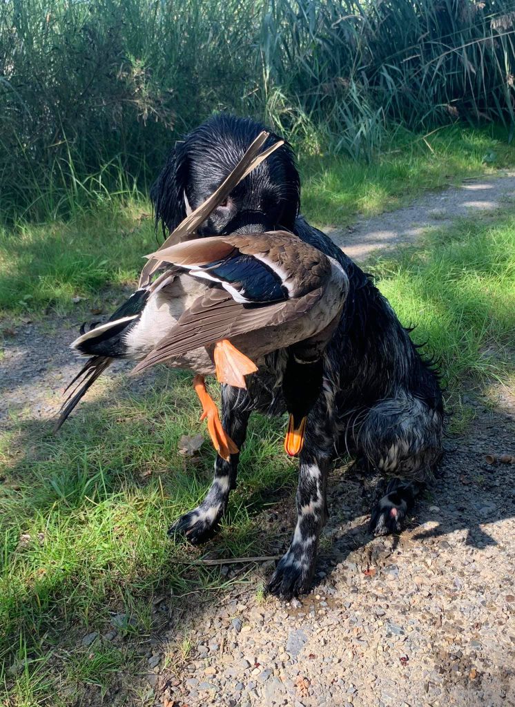 Basko von Heiligen Born – Großer Münsterländer apportiert Ente