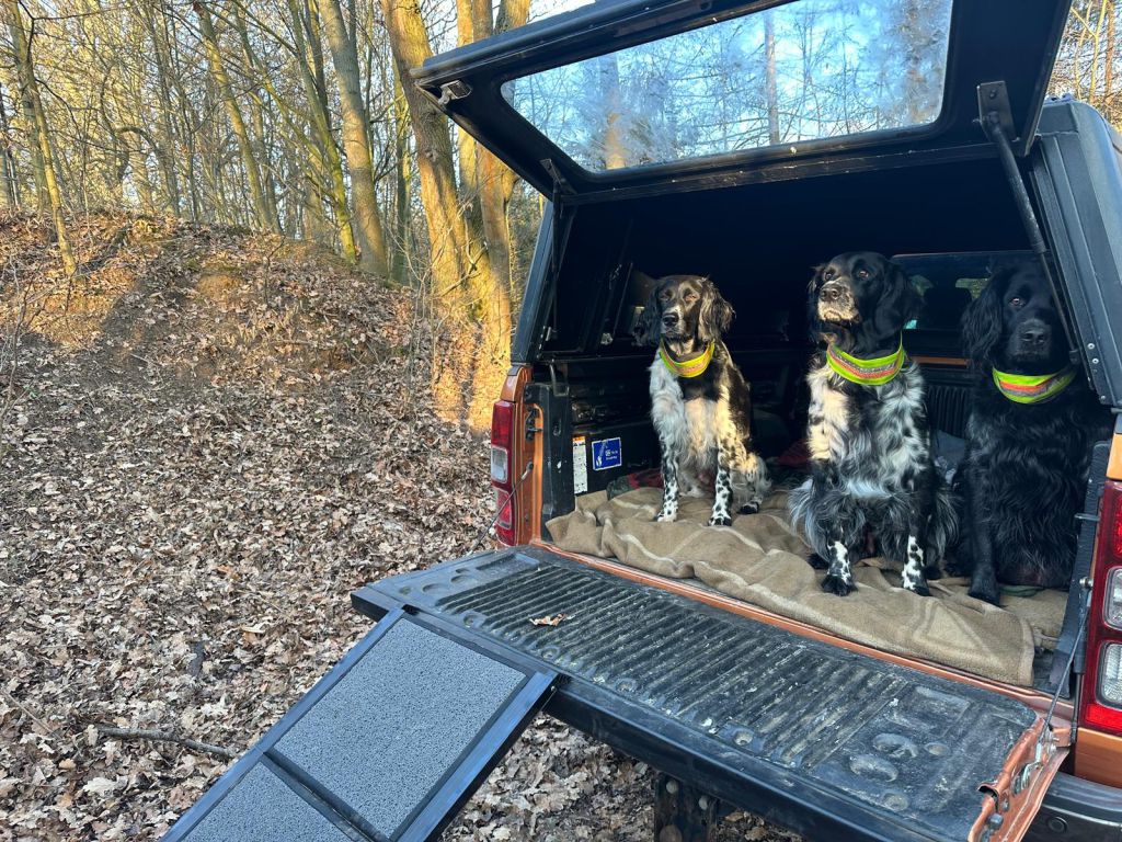 Rampe für große Hunde