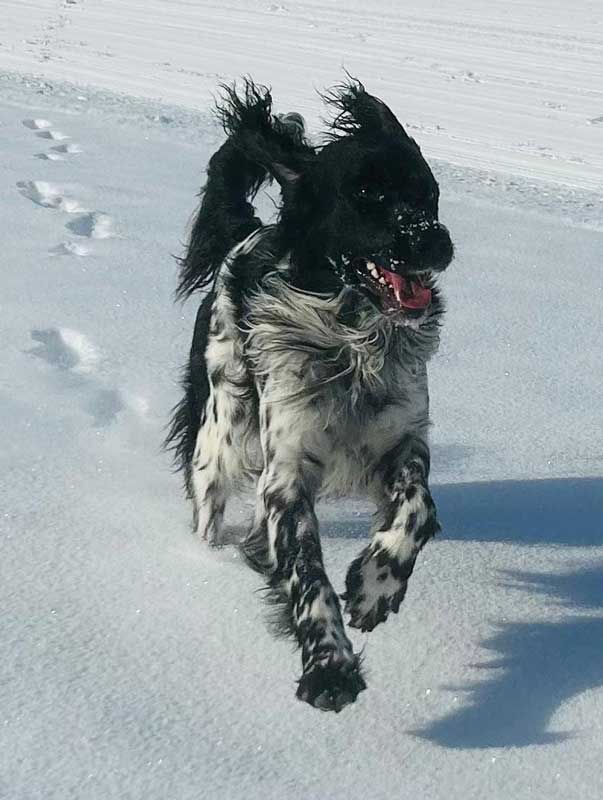 Camilo von Heiligen Born