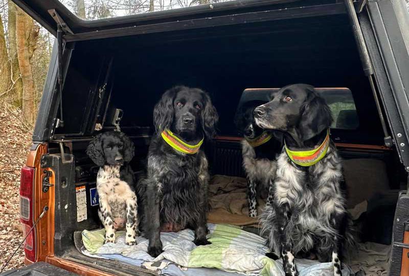 Fee von Heiligen Born