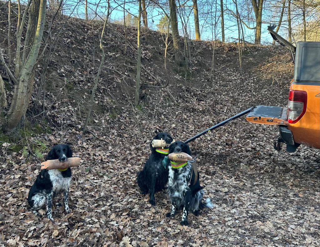 Rampe für große Hunde