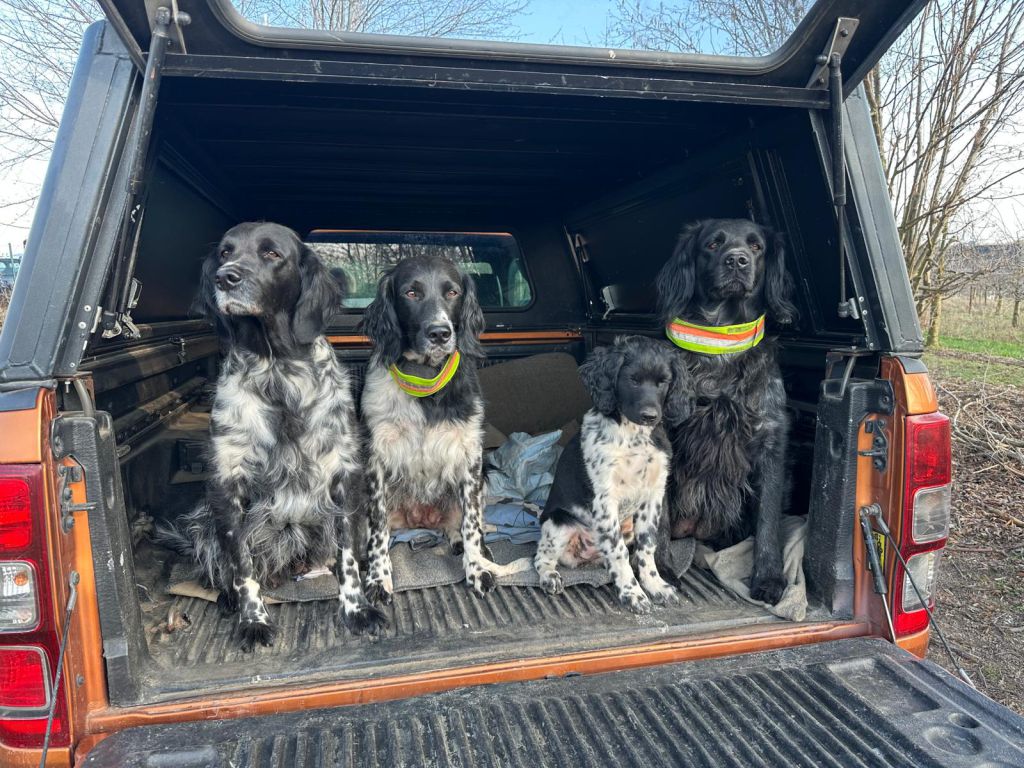 Fee von Heiligen Bort