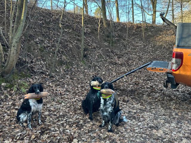 Rampe für große Hunde