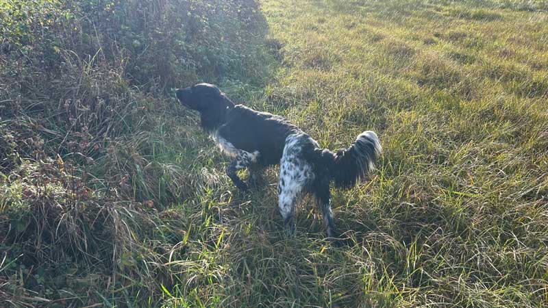 Camilo von Heiligen Born