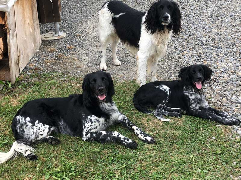 Cleo von Heiligen Born