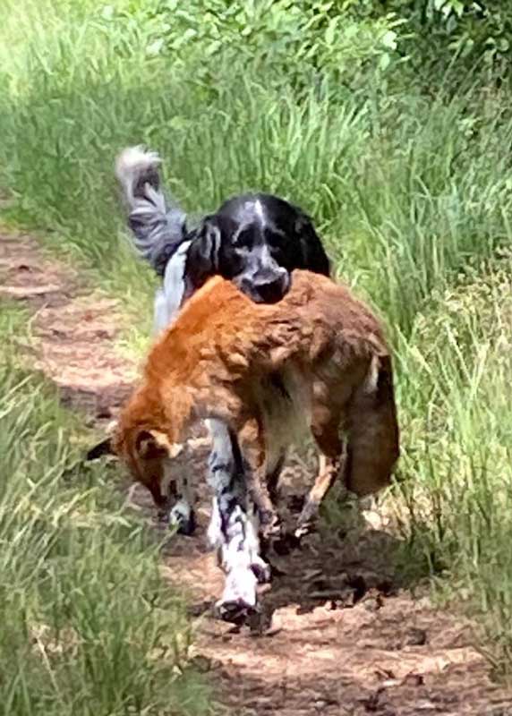 Aaron up de Tinnheuchte