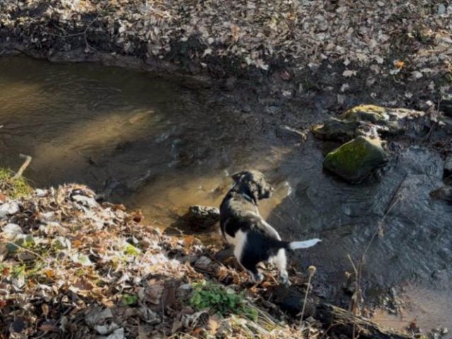Großer Münsterländer Welpen