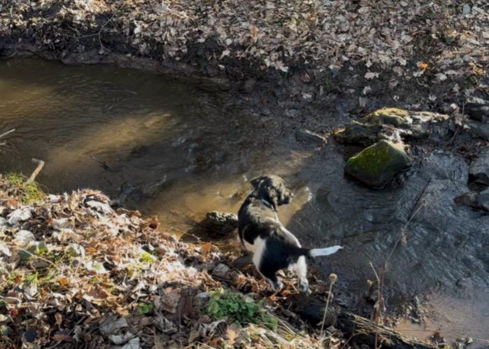 Großer Münsterländer Welpen