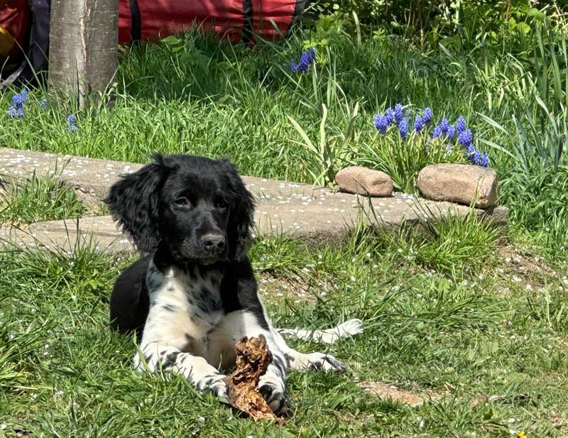 Fee von Heiligen Born