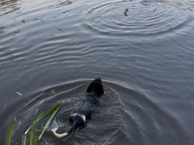 Fee von Heiligen Born